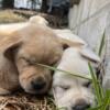 White and Yellow English Lab Puppies - ready to go home May 5th, 2024