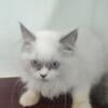 Masked Blue Point Male Persian