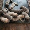 Cane Corso Puppies