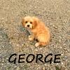 George Male Cavapoo Puppy