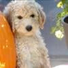 CKC Multi-Generational Labradoodle Puppies