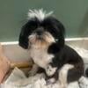 Female shih tzu very small