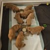 AKC Golden Retriever Puppies - Ready 7/17