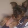 Yorkie Male for Stud only