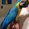 Blue and Gold Macaw -MALE