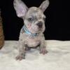 AKC registered 18 Weeks Blue Merle Velvet Male French Bulldog  Charlotte NC