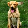 Yellow Labrador Retriever