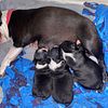 Boston terrier puppies