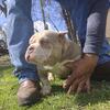 American bully 