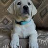Beautiful lab puppies 