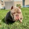 Exotic bully pups 9months old