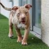 American Bully Female