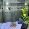 4 Beautiful guppies and 1 Platy with large led heated tank