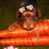 Yorkies puppys for sell