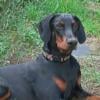 Akc male doberman puppy 