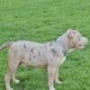 Young male american bully pup