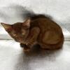 Havana Brown Kittens PRICE LOWERED