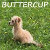 Buttercup Female Yorkie Poo Puppy