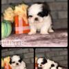 Shihtzu puppies Available 