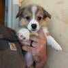 2 Pembroke Welsh Corgis Puppies ready this week