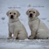 AKC/OFA English Labrador Retriever Puppies in Mid-Michigan! Health Tested/Guaranteed- Beautiful!