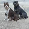 ABKC Registered Adult XL AMERICAN BULLY Female