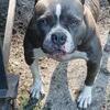 American bully
