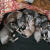 American bullys puppies  ready for forever home