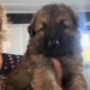 Beautiful Sables & Black AKC Puppies!