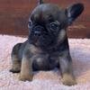 French bulldog puppies