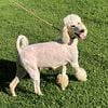 Cream parti, adult female Standard Poodle