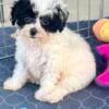 AKC Teacup/Toy/Miniature Poodle Puppies, Maltipoo Babies Available NOW