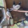 Have nice blood line of racing pigeons