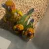 sun conure baby parrot rehoming