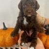 Chocolate Mini Goldendoodle Female