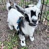 Beautiful Purebred Nigerian Dwarf Buck goat