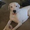 ONYX da Dogo Argentino(stud services)