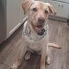 Akc yellow lab 7 month old