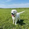 Light Golden retriever puppies(ofa tested)