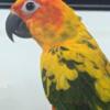 Amazing Sun Conure Babies