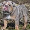 Lilac tri Merle English bulldog open for STUD