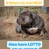 ORGs LOTTO DAUGHTERS AVAILABLE