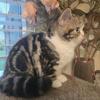 Beautiful Scottish fold girls short hair for sale. The D.O.B. is September 4th.