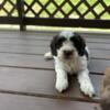 Mini cockapoo In Kentucky