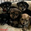 Yorkiepoo pups