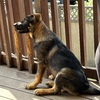 CKC registered German shepherd Puppy