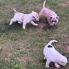 French bulldog x Pocket bully