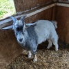 Pygmy Billy Goat