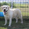 Yellow English Lab Stud