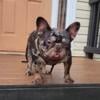 AKC REGISTERED MERLE FRENCH BULLDOG $2,500